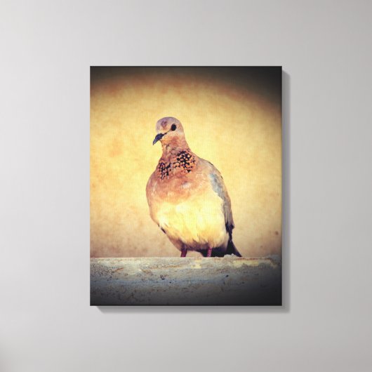 Debonair Dove Leinwanddruck (Vorderseite)