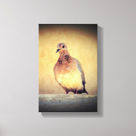 Debonair Dove Leinwanddruck
