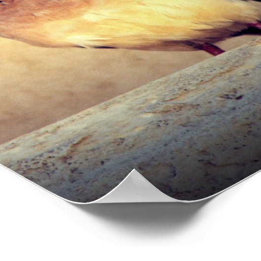 Debonair Dove Poster (Ecke)