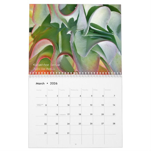 Debra Lee Baldwins Sukkulente-2 12 Monate Kalender (Mär 2026)