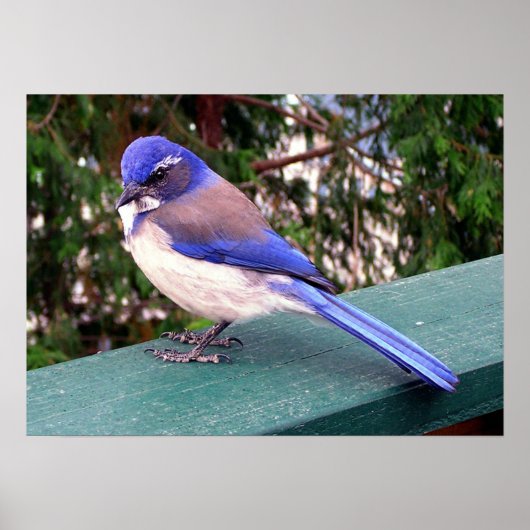 Deck Visitor Poster (Vorne)