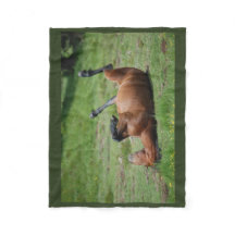 Decke _ italy _ aveto Naturpark _ Pferd