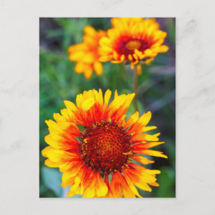 Deckenblume auch bekannt als braunäugige Susanne i Postkarte