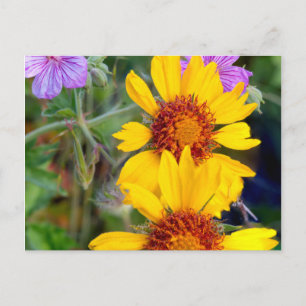 Deckenblume auch bekannt als braune Susanne und St Postkarte