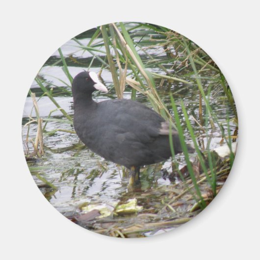 Deckmantel auf dem Riverbank Magnet (Vorne)