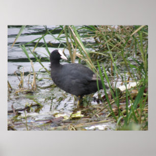 Deckmantel auf dem Riverbank-Poster Poster