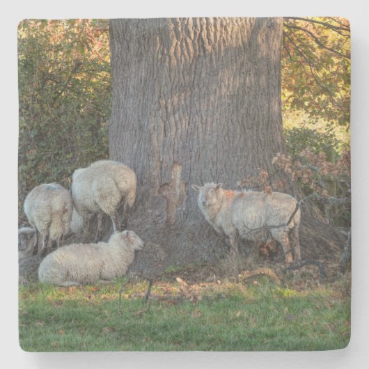 Deckschaf Steinuntersetzer (Vorderseite)