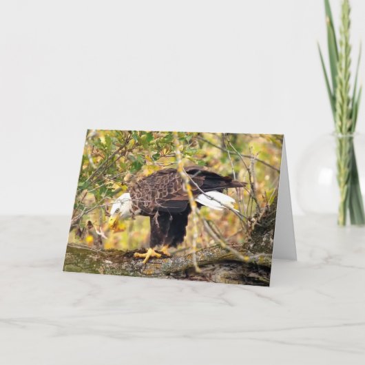 Decorah North Eagles: Der Erntemond Karte (Vorderseite)