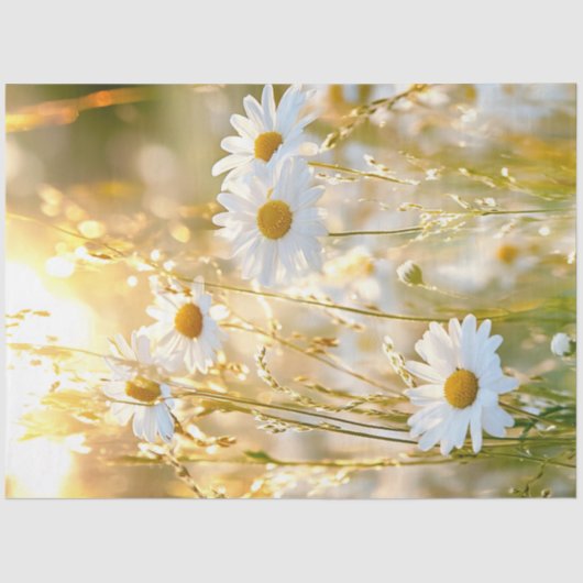 Decoupage Daisy Bright White & Yellow Field Blume Seidenpapier (Vorderseite)