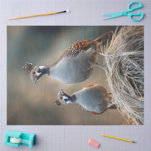 Decoupage Gamble's Quail Unique Feather Patterns Seidenpapier (Basteln)