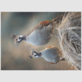 Decoupage Gamble's Quail Unique Feather Patterns Seidenpapier (Vorderseite)