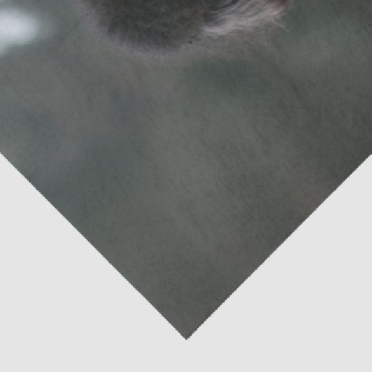 Decoupage Hippie Hipster Standard Poodles Bicycle Seidenpapier (Ausschnitt)