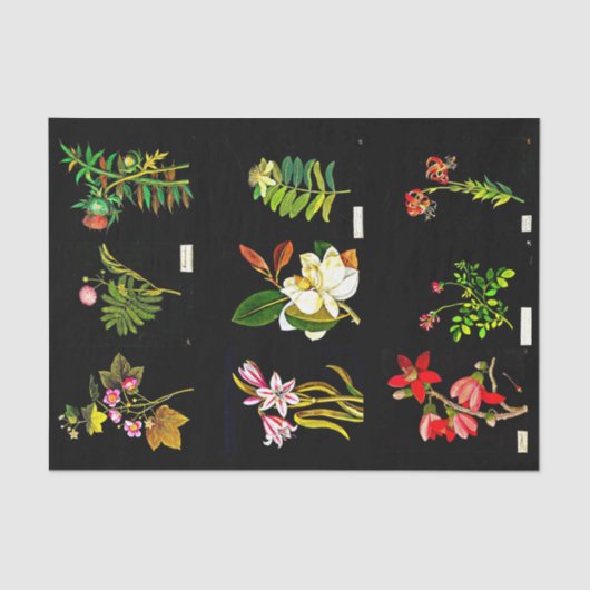 Decoupage Paper 10"x15" - Mary Delany 14 Seidenpapier (Vorderseite)