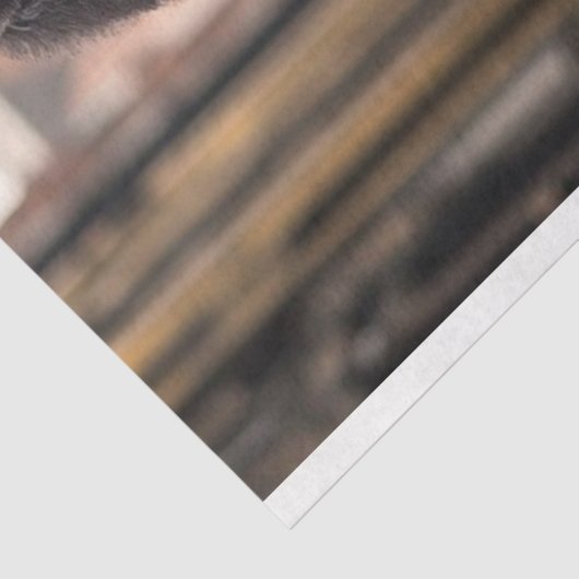 Decoupage Steampunk Black Standard Poodle Max Seidenpapier (Ausschnitt)