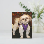 Dee-ShihTzu-Foto 3 Postkarte (Stehend Vorderseite)