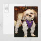 Dee-ShihTzu-Foto 3 Postkarte (Vorne/Hinten)
