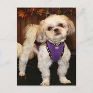 Dee-ShihTzu-Foto 3 Postkarte
