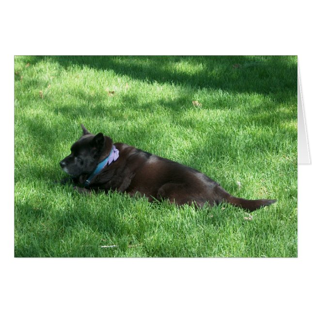 Deekie (Vorderseite (Horizontal))