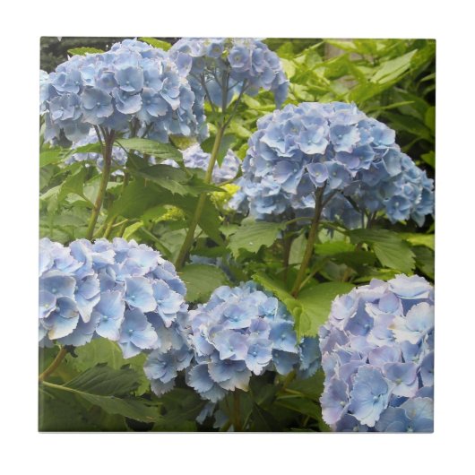 Deep Blue Hydrangeas Fliese (Vorderseite)