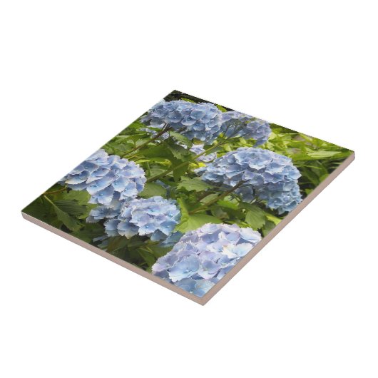 Deep Blue Hydrangeas Fliese (Seite)