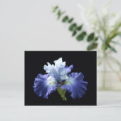 Deep Blue und White Iris Postkarte (Stehend Vorderseite)