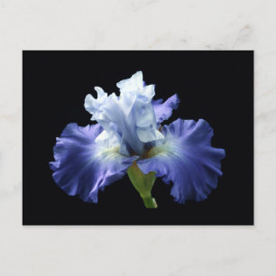 Deep Blue und White Iris Postkarte