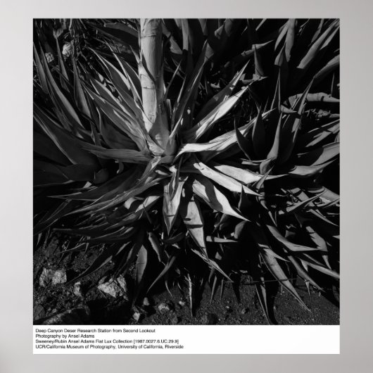 Deep Canyon Wüstenforschungsstation von Ansel Adam Poster (Vorne)