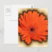 Deep Gerbera Postkarte (Vorne/Hinten)