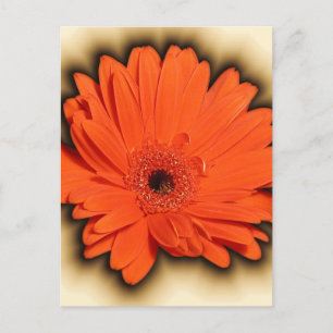 Deep Gerbera Postkarte