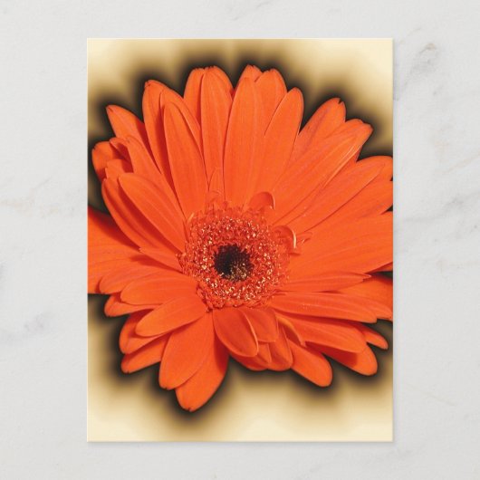 Deep Gerbera Postkarte (Vorderseite)