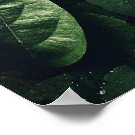 Deep Green Jungle Leaf Foliage Poster (Ecke)