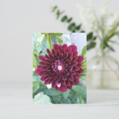 Deep Lila Dahlia Blume Postkarte (Stehend Vorderseite)