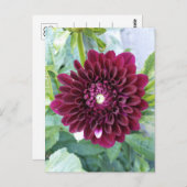 Deep Lila Dahlia Blume Postkarte (Vorne/Hinten)