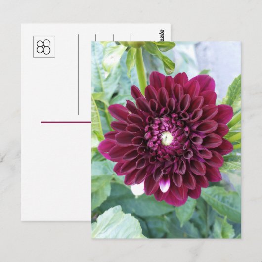Deep Lila Dahlia Blume Postkarte (Vorne/Hinten)
