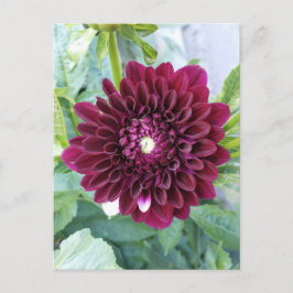 Deep Lila Dahlia Blume Postkarte