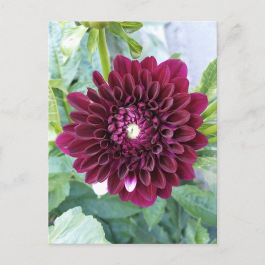 Deep Lila Dahlia Blume Postkarte (Vorderseite)