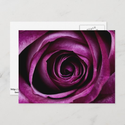 Deep Lila Rose Postkarte (Vorne/Hinten)