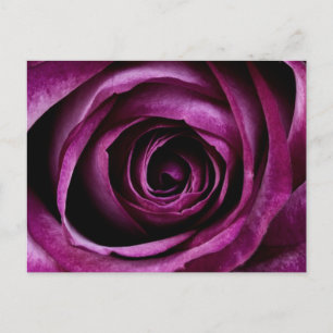 Deep Lila Rose Postkarte
