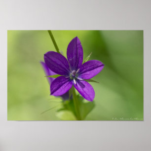 "Deep Lila" Venus Looking Glass Poster