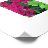 Deep Pink Astilbe Blooms Blumen Poster (Ecke)