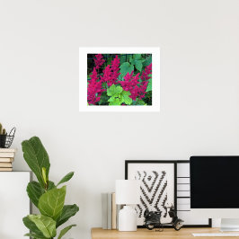 Deep Pink Astilbe Blooms Blumen Poster
