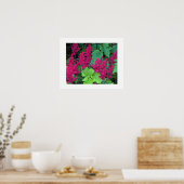 Deep Pink Astilbe Blooms Blumen Poster (Küche)