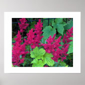 Deep Pink Astilbe Blooms Blumen Poster (Vorne)
