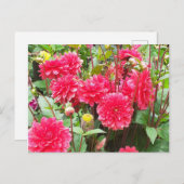 Deep Pink Dahlias Postkarte (Vorne/Hinten)