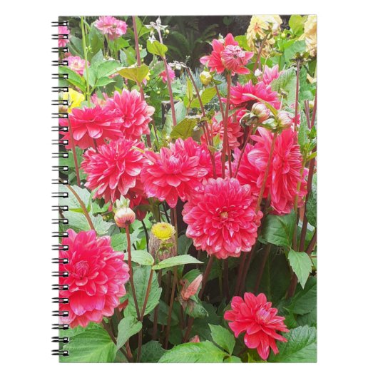 Deep Pink Dahlias Spiral Notebook Notizblock (Vorderseite)
