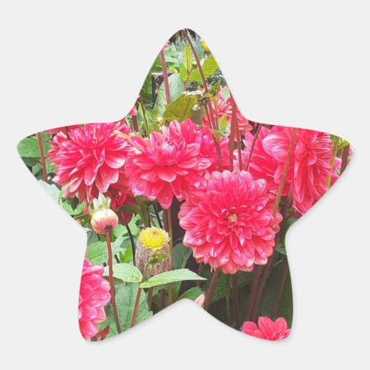 Deep Pink Dahlias Sticker (Vorderseite)