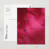 Deep Pink Hibiscus Postcard Postkarte (Vorne/Hinten)