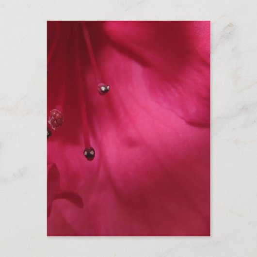 Deep Pink Hibiscus Postcard Postkarte (Vorderseite)