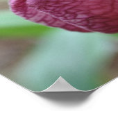Deep Pink Lady Slipper Orchid Blume Poster (Ecke)