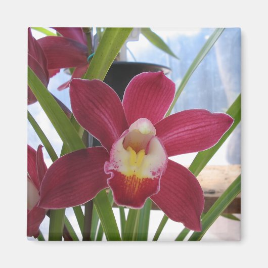 Deep Pink Orchid Magnet (Vorne)